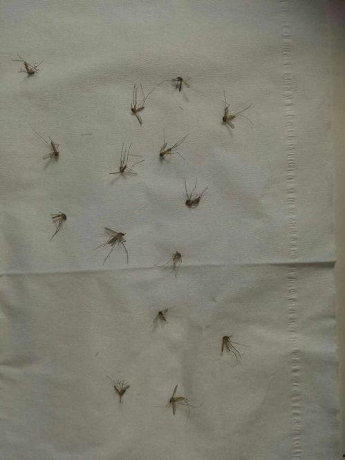 爆料大蚊子的视频播放大全,惊悚瞬间尽收眼底  第3张